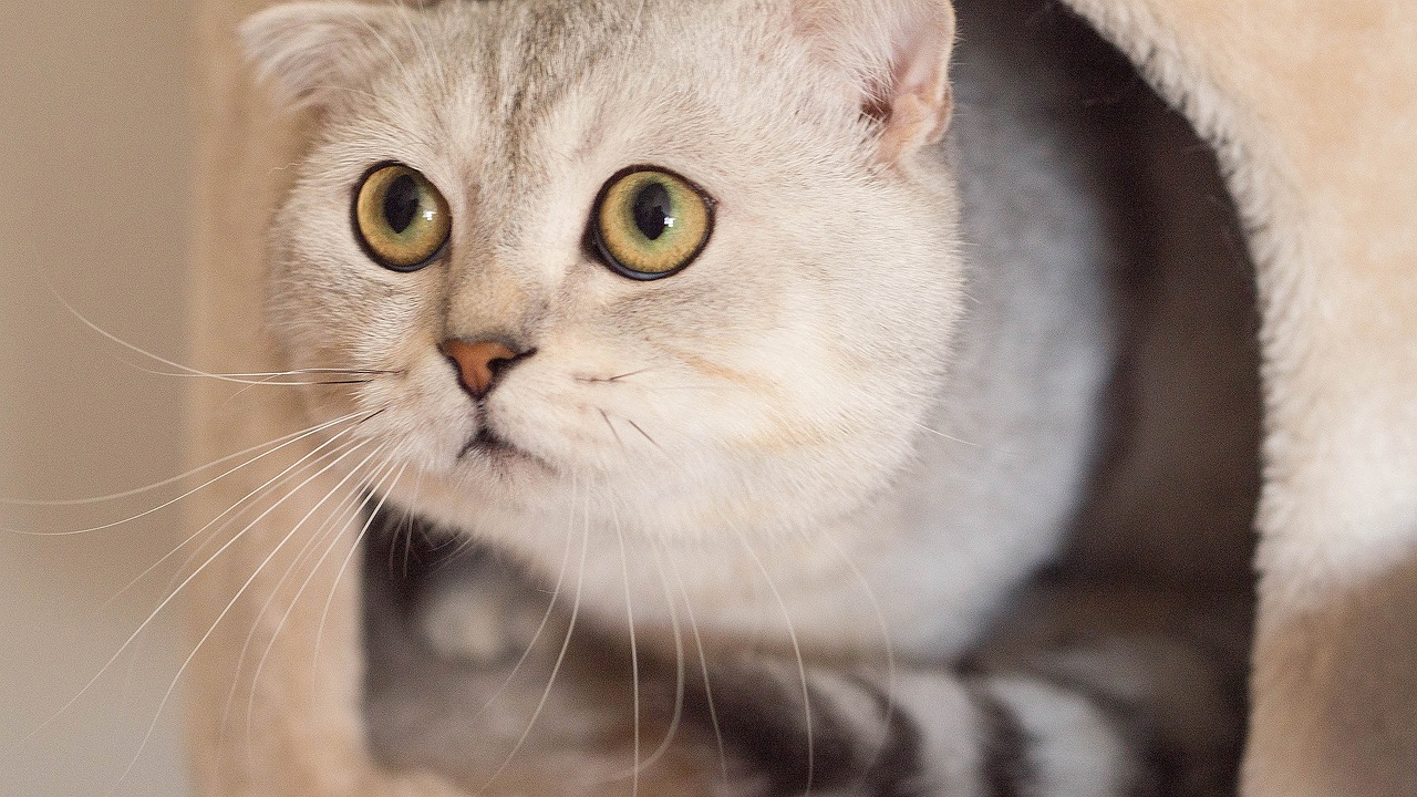 The Unique Features of Scottish Fold Cats